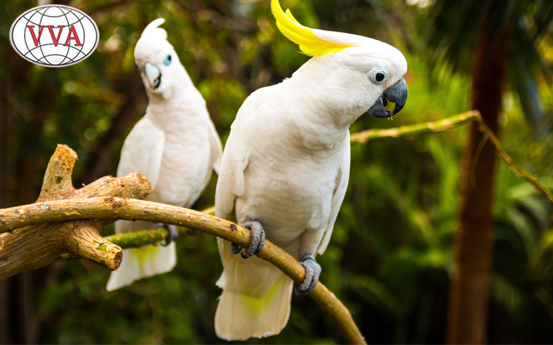 Hình 6: Vẹt Cockatoo